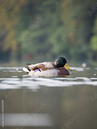 Canard colvert mâle dans l'eau