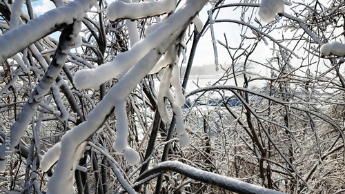 snowy branch