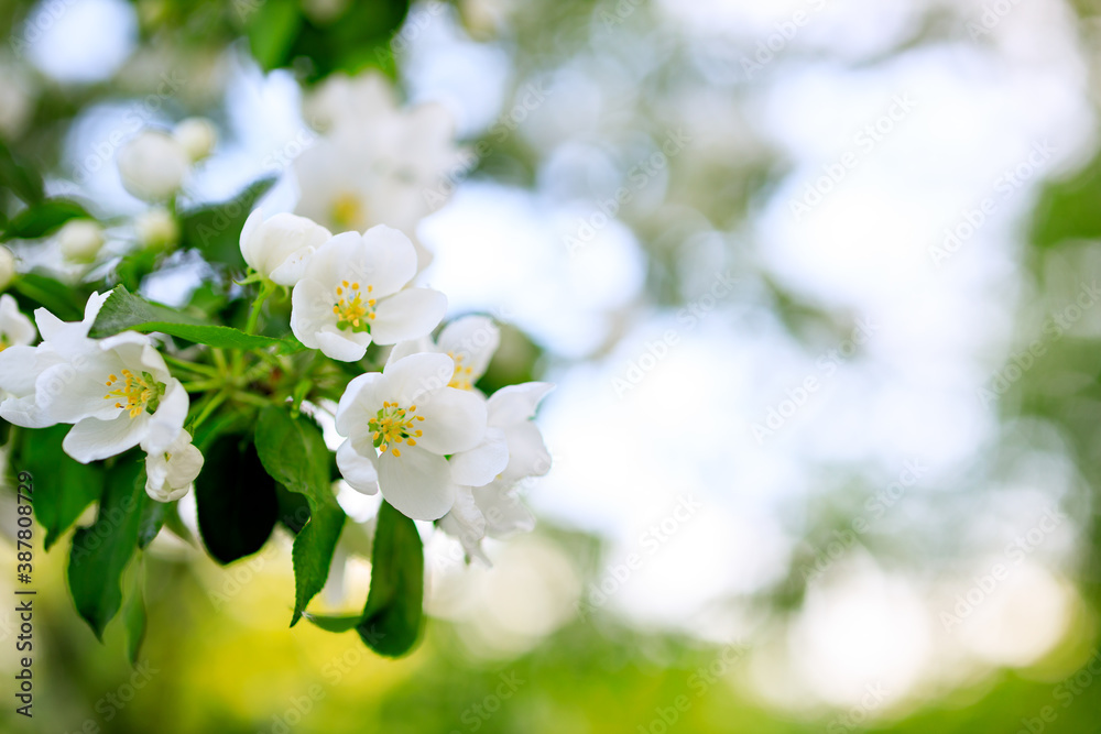 on a branch of apple-tree white spring flowers