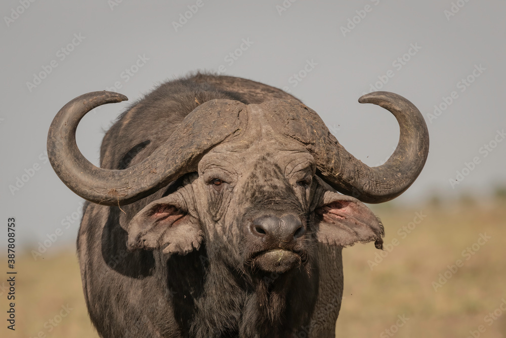 Obraz premium Close up of a large male cape buffalo looking directly at the camera. Image taken in the Masai Mara, Kenya 