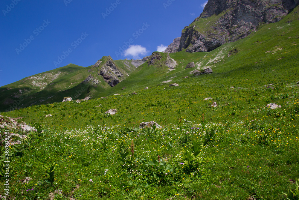 Fototapeta premium Almwiese oberhalb des Vilsalpsees im Tanheimertal in Tirol mit Felsengrünen Wiesen und 