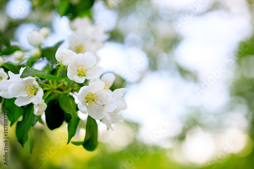 on a branch of apple-tree white spring flowers