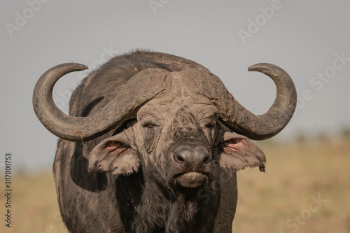 Close up of a large male cape buffalo looking directly at the camera. Image taken in the Masai Mara, Kenya 
