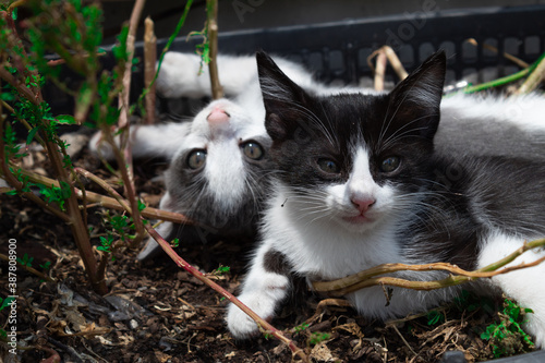 Hermanos Felinos