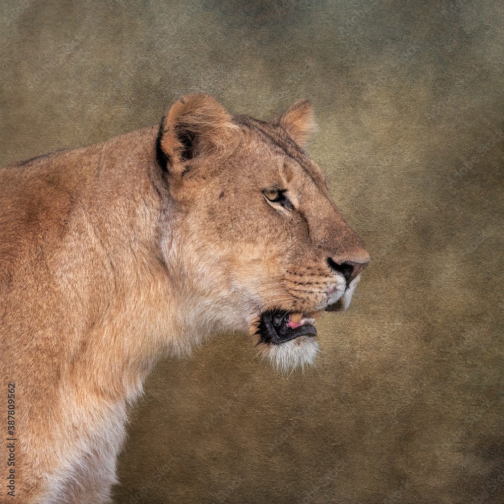 Close up of a lioness with a textured background. Image taken in the Masai Mara, Kenya. Close up of a lioness with a textured background. Image taken in the Masai Mara, Kenya.