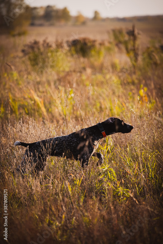 Hunting dog in the rack. Hunting for quail with a dog