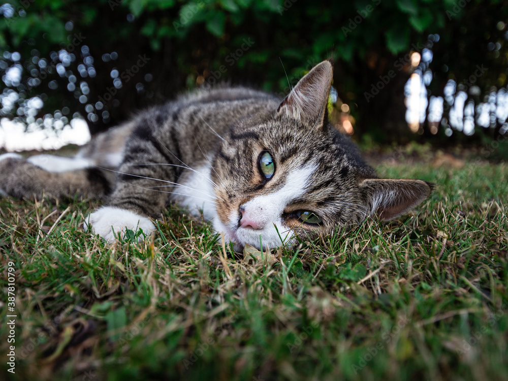 cat on grass, close-up of a kitten laying on summery lawn cat on grass, close-up of a kitten laying on summery lawn