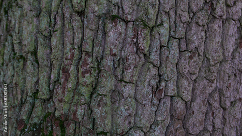 Grey green tree back in winter for use as background with space for copy