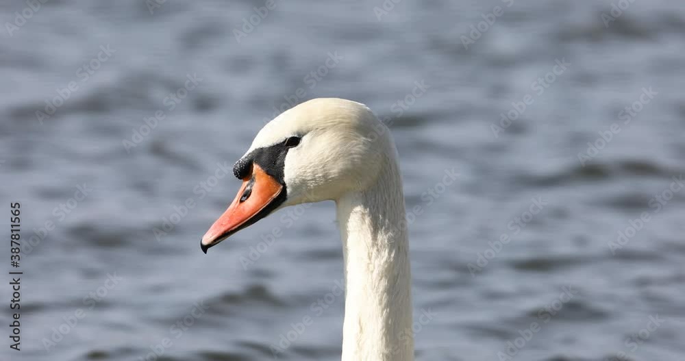 White swan on the lake.Close-up of the head of a swan with wavy water.4K video White swan on the lake.Close-up of the head of a swan with wavy water.4K video
