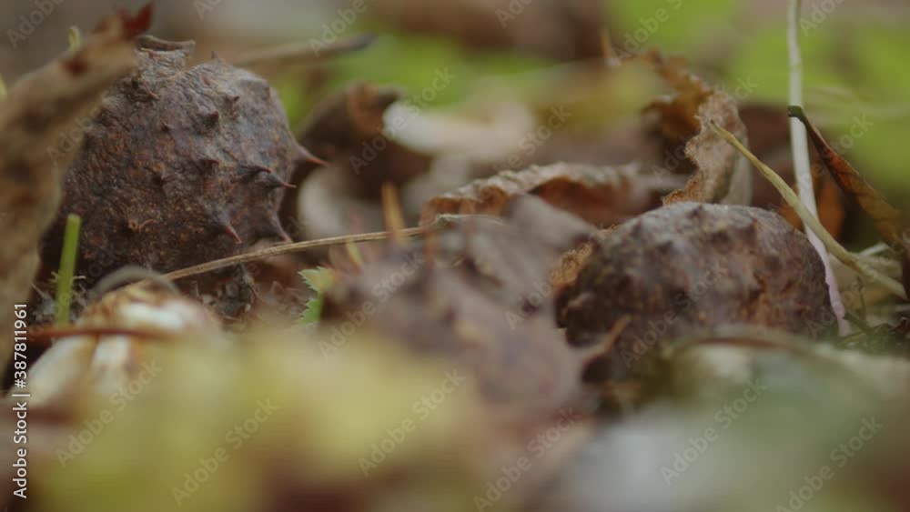 Fallen chestnuts on leafy ground in autumn, macro Fallen chestnuts on leafy ground in autumn, macro