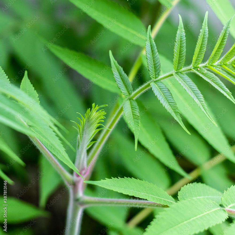 A young branch on top of a bush A young branch on top of a bush