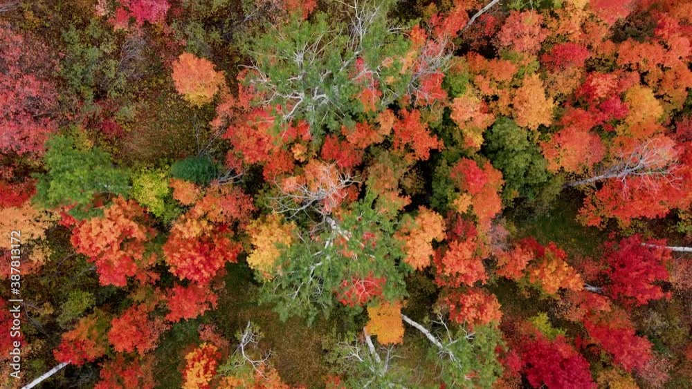 Flying over a mountainside forest in Wyoming covered with trees turning their fall colors Flying over a mountainside forest in Wyoming covered with trees turning their fall colors