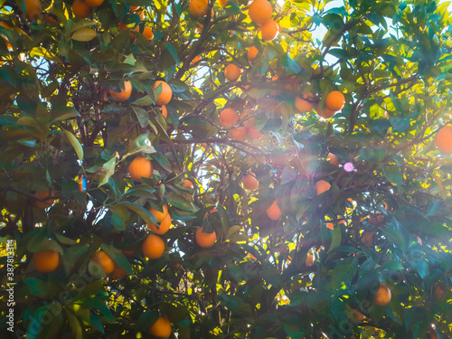 orange tree with leaves