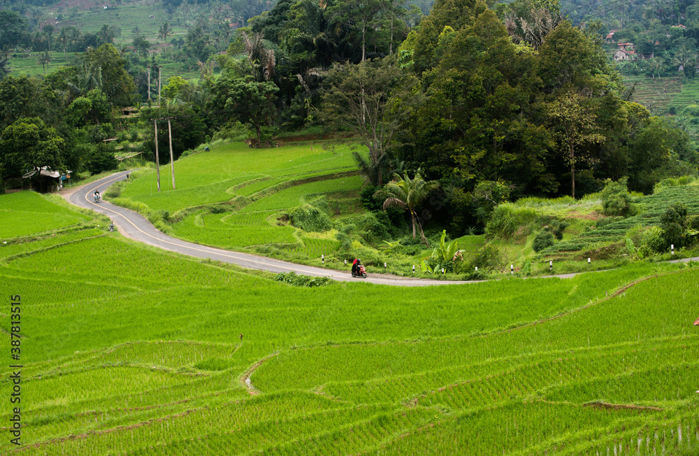 A view of rice fields in Naringgul District, Cianjur District, West Java, Indonesia.