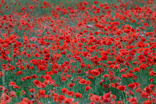 Meadow full of red poppies