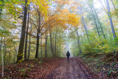 Herbst im Nebel photo