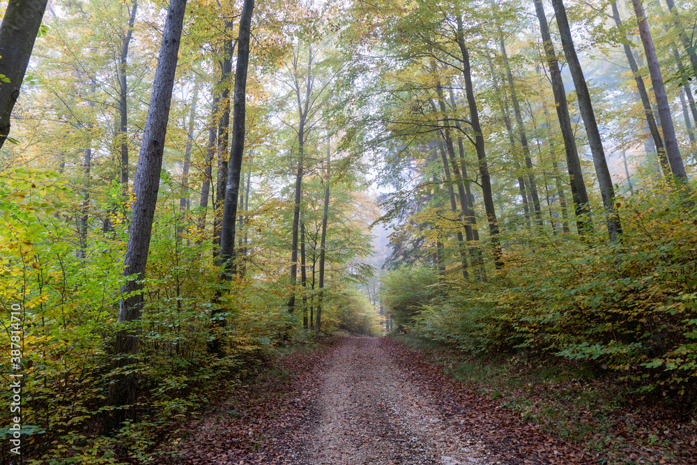 Fototapeta premium Herbst im Nebel