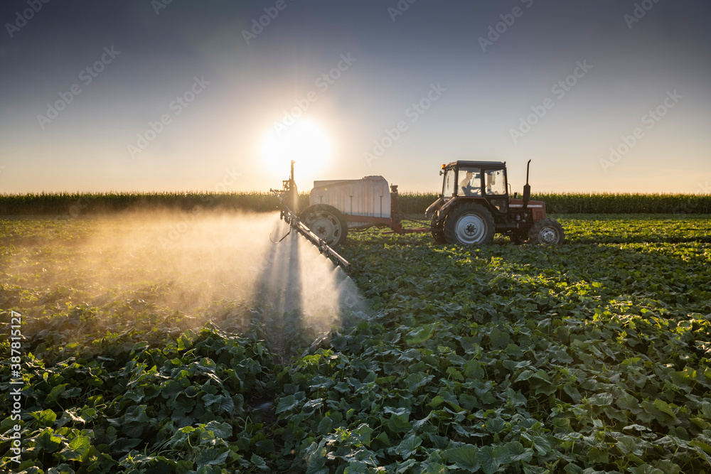 Fototapeta premium Tractor spraying pesticides on vegetable field with sprayer