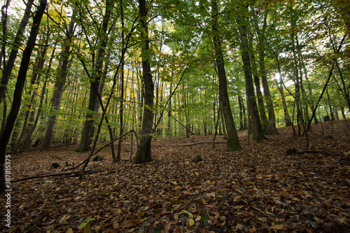 Forêt de châtaignes dans les Vosges du Nord en automne