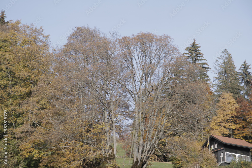 Natur, Landschaft, Herbst, Baum , Blätter , Schweiz, Wald, Reisen, Tourismus, Park , Grün, Travelling, Travel, Autmn, Autnm, Trip, Tourism,Switzerland, forest, tree, landscape, valley Mountain, Berg Natur, Landschaft, Herbst, Baum , Blätter , Schweiz, Wald, Reisen, Tourismus, Park , Grün, Travelling, Travel, Autmn, Autnm, Trip, Tourism,Switzerland, forest, tree, landscape, valley Mountain, Berg