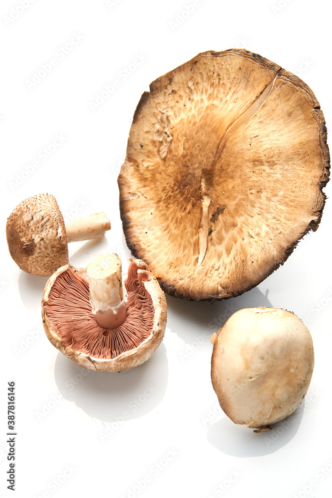Wild Foraged Mushroom selection isolated on white background, with shadow. Wild Foraged Mushroom selection isolated on white background, with shadow.