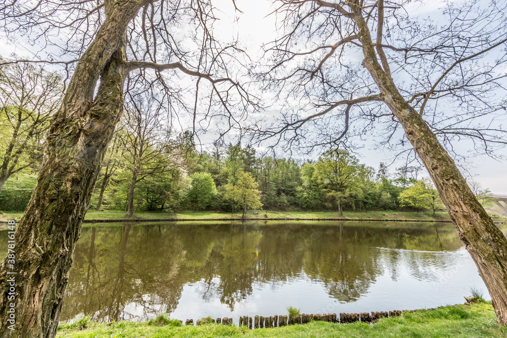 Two leaning bare trees on the lake shore framing the calm waters with a mirror reflection, lush green trees in the background, sunny day with a blue sky in South Limburg, the Netherlands Two leaning bare trees on the lake shore framing the calm waters with a mirror reflection, lush green trees in the background, sunny day with a blue sky in South Limburg, the Netherlands