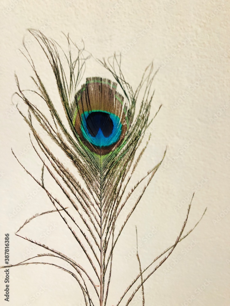 Fototapeta premium peacock feather close up