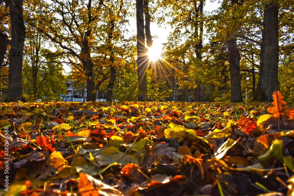 A colorful autumn in Estonia  - obrazy, fototapety, plakaty 