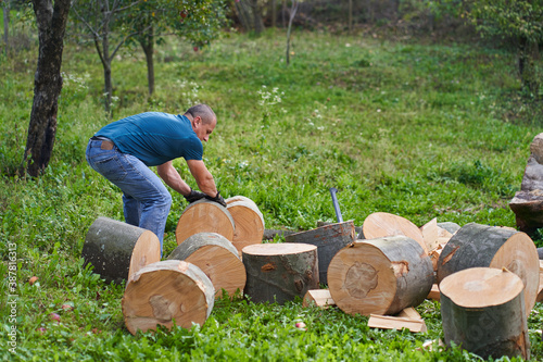 Lumberjack manhandling the beech logs photo