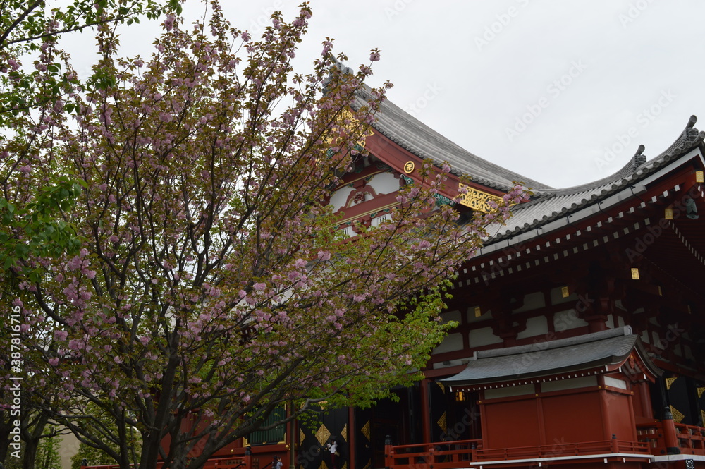 Exploring the temples and nature around Mount Fuji during Cherry Blossom on Honshu Island in Japan