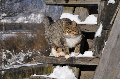 Fototapeta Naklejka Na Ścianę i Meble -  cat in the snow