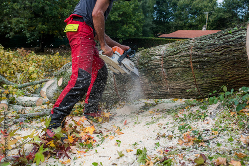 Photography professional lumberjack cutting a tree trunk