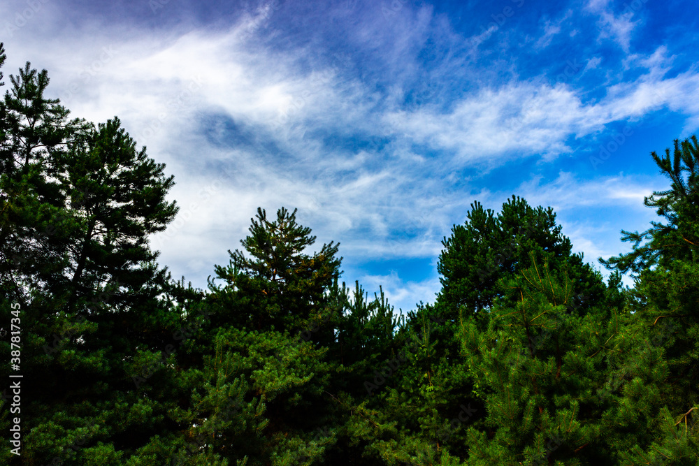 pine trees against the sky