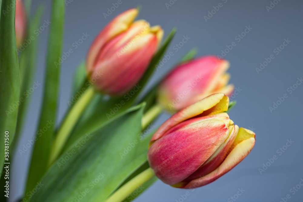 Red and yellow tulips in a bouquet against the background of the gray wall of the room