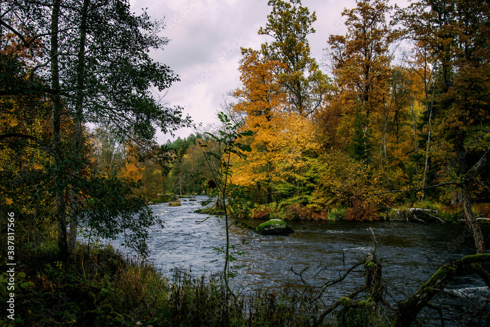 Fototapeta premium autumn in the forest