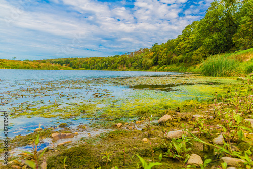 Stony shore with moss on the bank of the Maas river with water covered with algae bloom and aquatic plants, leafy trees and green vegetation, sunny day in a nature reserve, South Limburg, Netherlands
