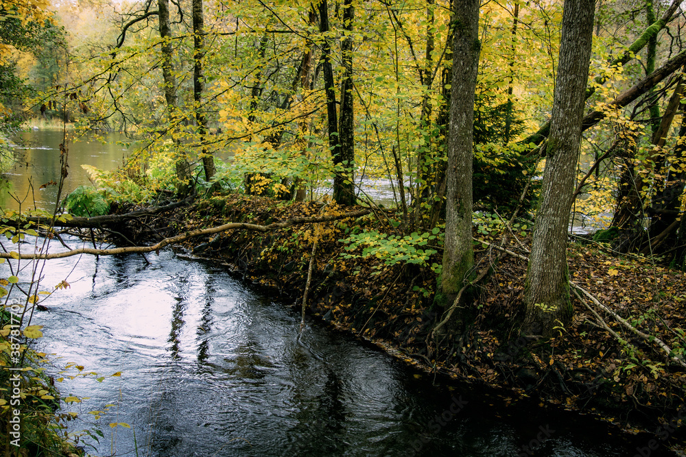 Fototapeta premium autumn in the woods