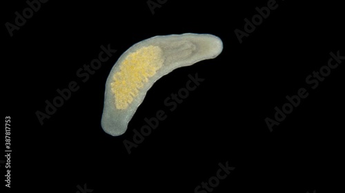 The flatworm Macrostomum sp. under a microscope, of the family Macrostomidae, Platyhelminthes Phylum, a sample was found on Lake Baikal. photo