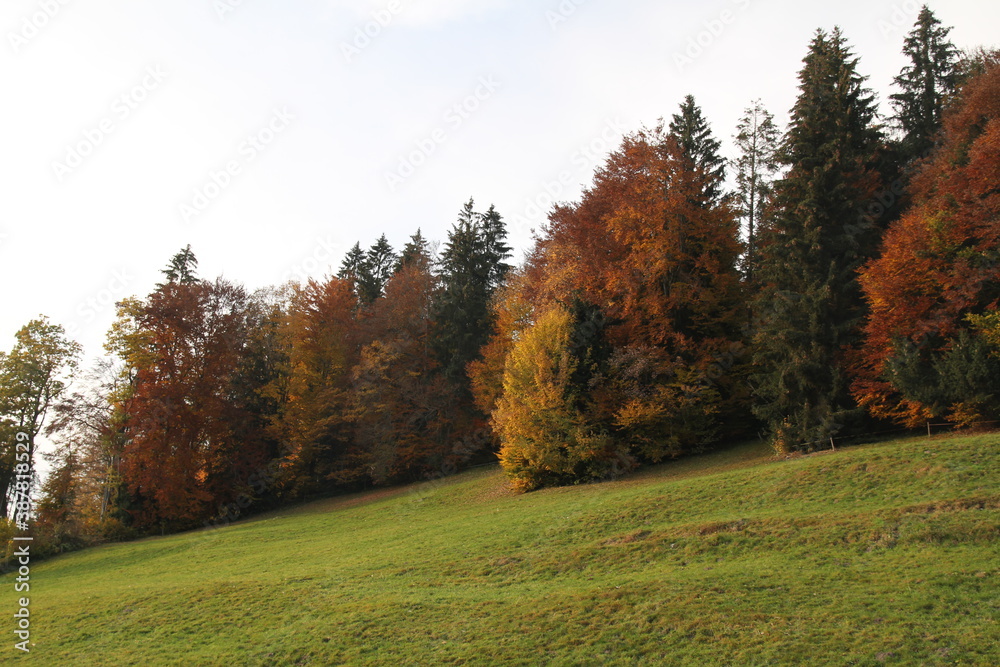 Natur, Landschaft, Herbst, Baum , Blätter , Schweiz, Wald, Reisen, Tourismus, Park , Grün, Travelling, Travel, Autmn, Autnm, Trip, Tourism,Switzerland, forest, tree, landscape, valley Mountain, Berg, 