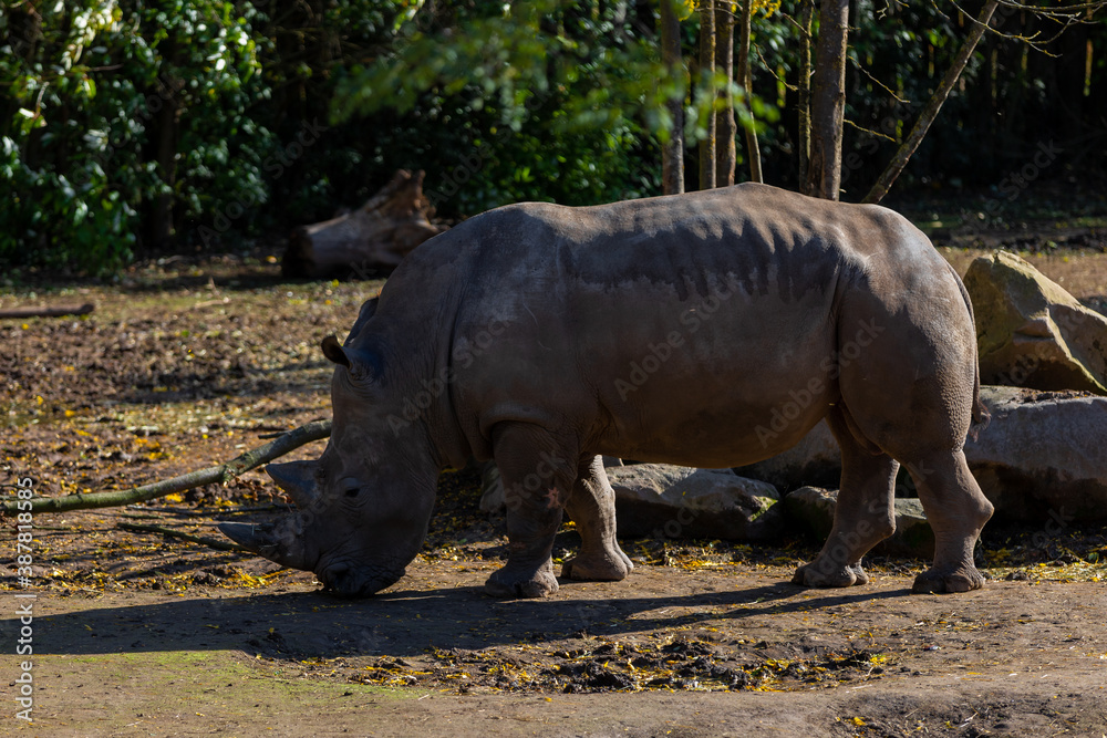 White rhinoceros (latin Ceratotherium simum) almost the largest land animal and terrestrial mammal alive today but is endangered due to poaching for the ivory horns on their trunk White rhinoceros (latin Ceratotherium simum) almost the largest land animal and terrestrial mammal alive today but is endangered due to poaching for the ivory horns on their trunk