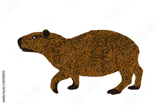 Capybara vector illustration isolated on white background. The biggest rodent animal symbol. Hydrochaeris hydrochaeris.