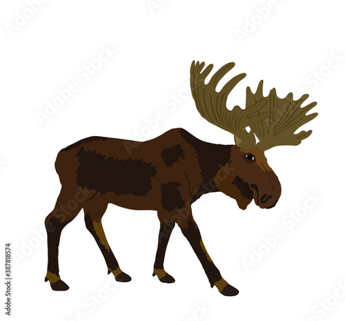 Moose vector illustration isolated on white background. Elk buck. Powerful deer with huge antlers symbol.