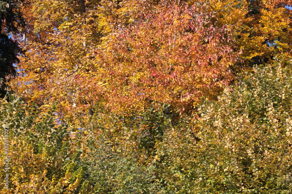 Natur, Landschaft, Herbst, Baum , Blätter , Schweiz, Wald, Reisen, Tourismus, Park , Grün, Travelling, Travel, Autmn, Autnm, Trip, Tourism,Switzerland, forest, tree, landscape, valley Mountain, Berg, Natur, Landschaft, Herbst, Baum , Blätter , Schweiz, Wald, Reisen, Tourismus, Park , Grün, Travelling, Travel, Autmn, Autnm, Trip, Tourism,Switzerland, forest, tree, landscape, valley Mountain, Berg,