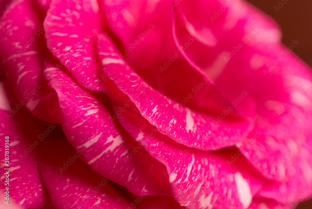 Soft floral pink background. Macro blur flower texture. Soft floral pink background. Macro blur flower texture.