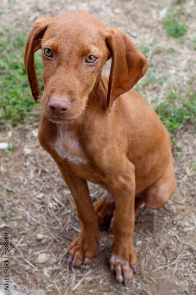 Close Up Puppy of Hungarian Short Haired Vizsla