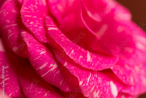 Soft floral pink background. Macro blur flower texture.