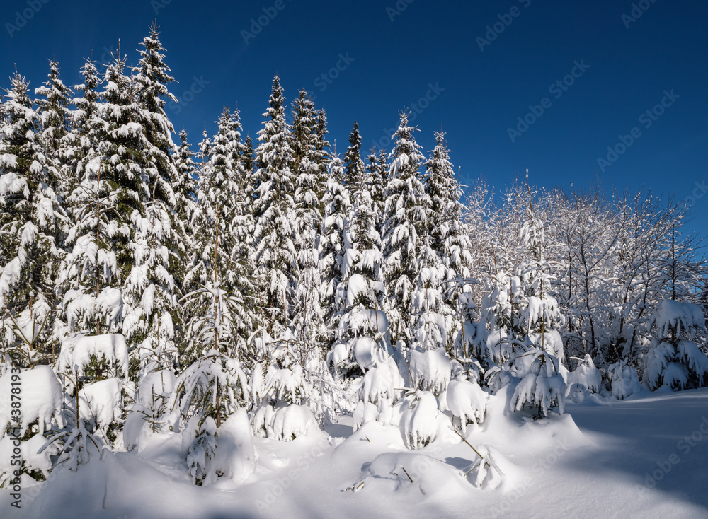 Alpine mountain snowy winter fir forest with snowdrifts