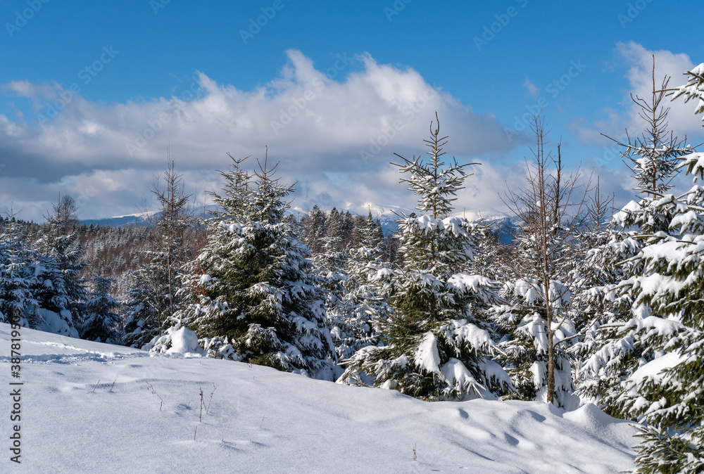 Obraz premium Alpine mountain snowy winter fir forest with snowdrifts
