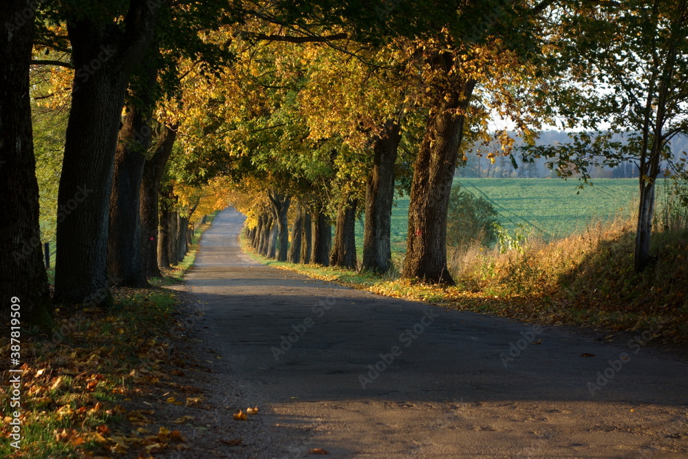 Narrow tree-lined country road in the autumn evening light