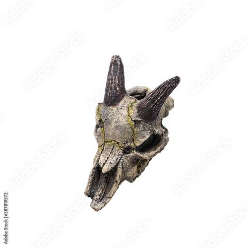 Skull of a horned animal isolated on white